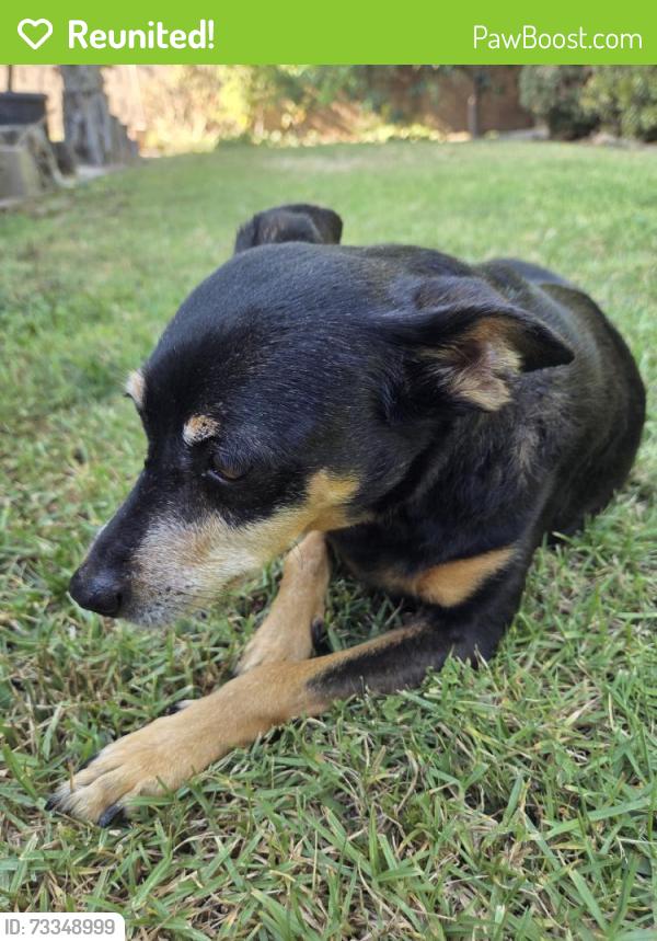 Reunited Female Dog last seen Near Sturrock Dr, Henderson, NV 89044, USA, Henderson, NV 89044