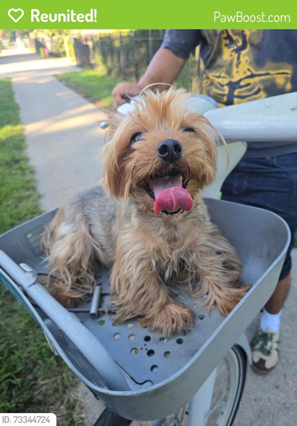 Reunited Female Dog last seen Near crotona Ave, The Bronx, NY 10457