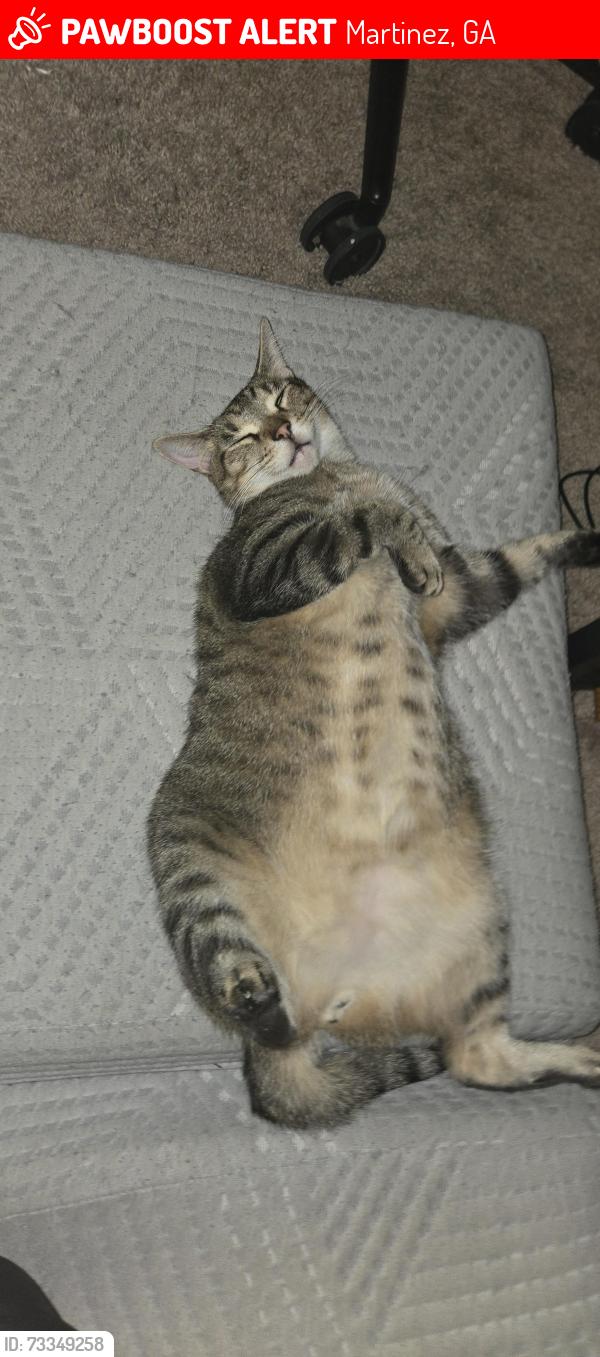 Lost Male Cat last seen Stoneybrooks Pl, Martinez, GA 30907