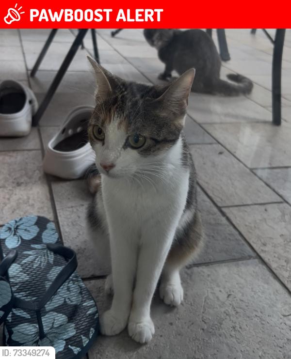 Lost Female Cat last seen The baffin, Dollard-des-Ormeaux, QC 