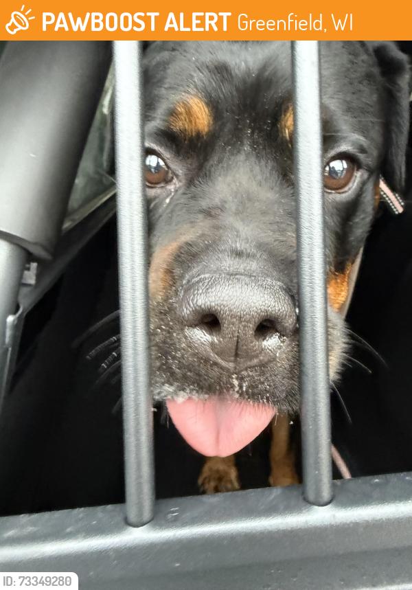 Found/Stray Female Dog last seen Rivershire apmts, Greenfield, WI 53228