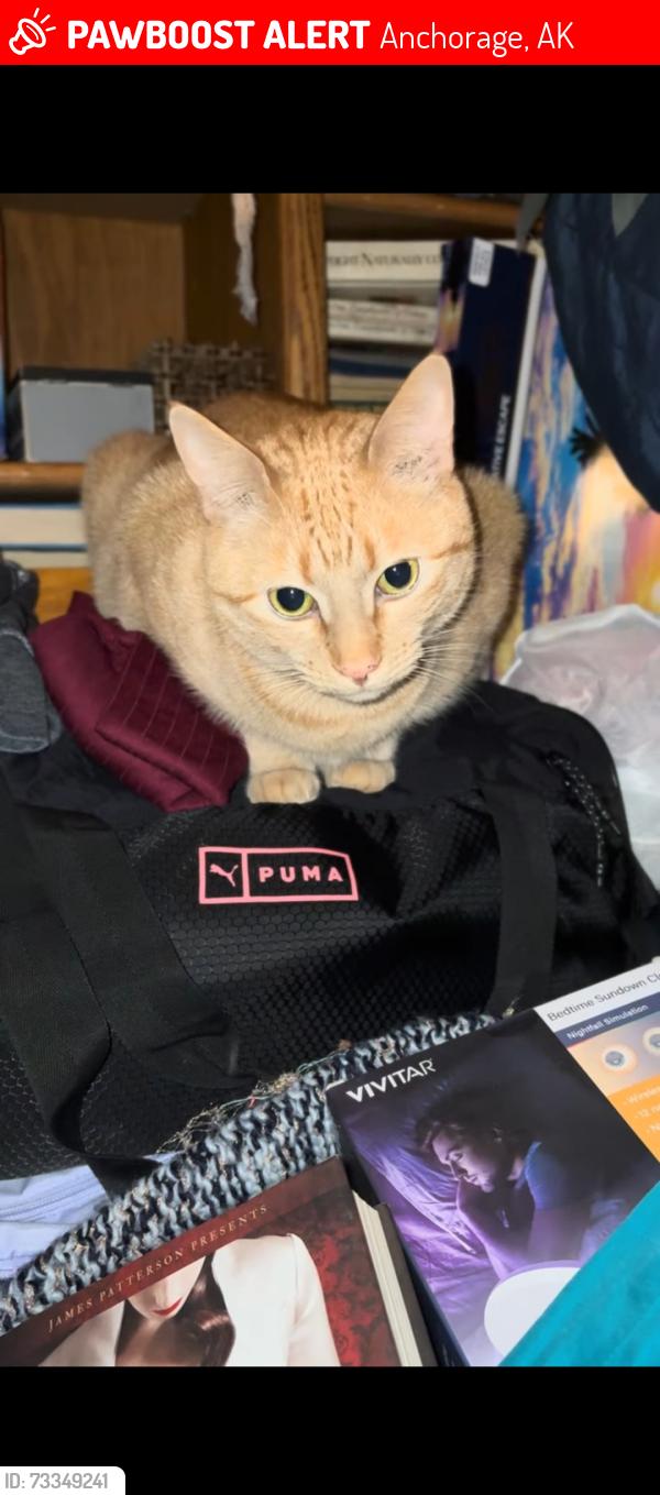 Lost Male Cat last seen Elmore and Martin Luther King Jr., Anchorage, AK 99507