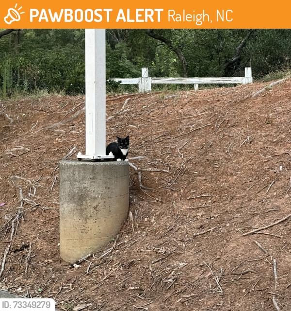 Found/Stray Unknown Cat last seen Leesville Rd and Hickory Grove Church at Circle K, Raleigh, NC 27613