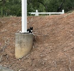 Found/Stray Unknown Cat last seen Leesville Rd and Hickory Grove Church at Circle K, Raleigh, NC 27613