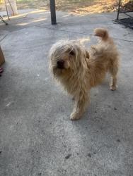 Found/Stray Male Dog last seen Alum rock and 680 on ramp, Alum Rock, CA 95127