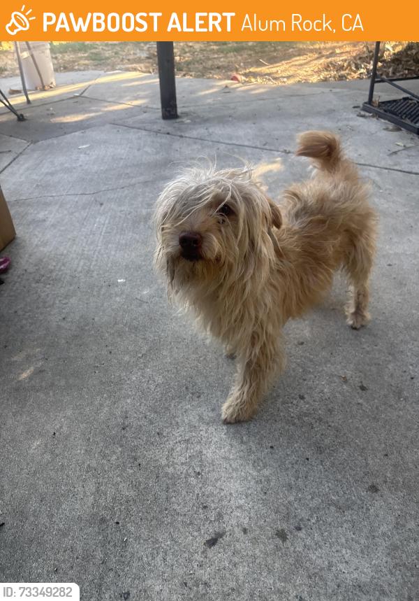 Found/Stray Male Dog last seen Alum rock and 680 on ramp, Alum Rock, CA 95127