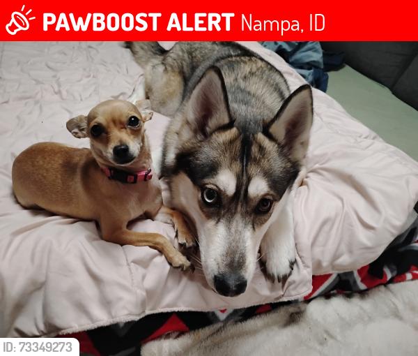 Lost Female Dog last seen Northside, Nampa, ID 83687