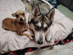 Lost Female Dog last seen Northside, Nampa, ID 83687