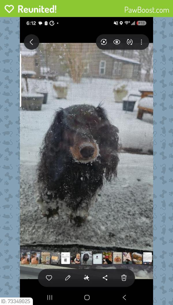 Reunited Male Dog last seen Hudson road and sherborne drive, Greenville, SC 29615