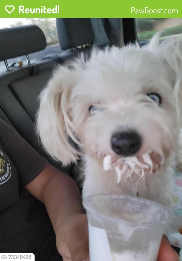 Reunited Female Dog last seen Oceanside CA, Oceanside, CA 92057