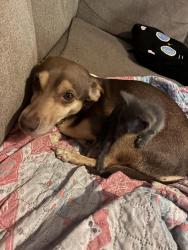 Reunited Female Dog last seen Near Burnett blvd Wilmington Nc 28401, Wilmington, NC 28401