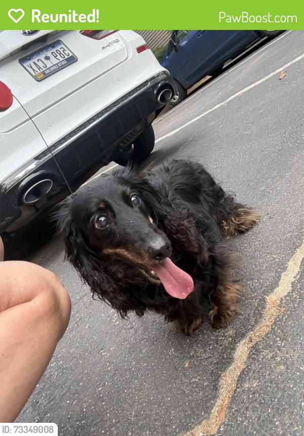 Reunited Female Dog last seen Polos at Hudson Rd Apts, Greer, SC 29687