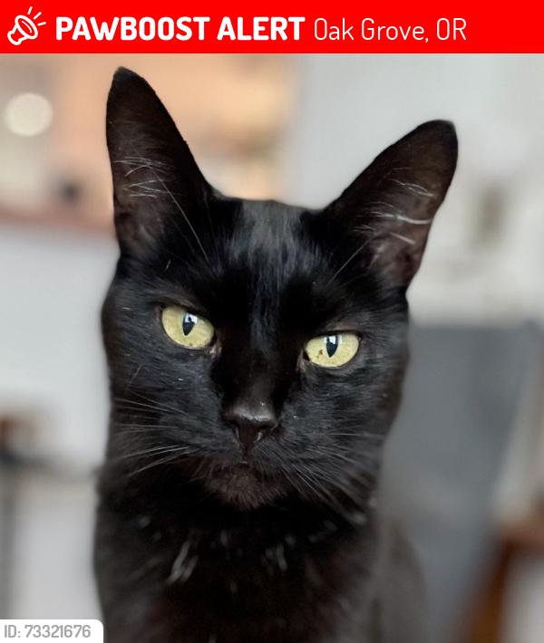 Lost Female Cat last seen Oak Grove, Oak Grove, OR 97267