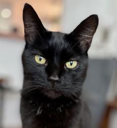 Lost Female Cat last seen Oak Grove, Oak Grove, OR 97267