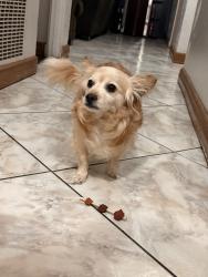 Reunited Female Dog last seen Near Maertin ln, Fullerton, CA 92831