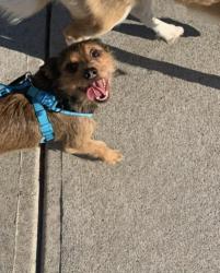 Reunited Male Dog last seen Rabbits Run and Jeff Davis Drive, Fayetteville, GA 30214