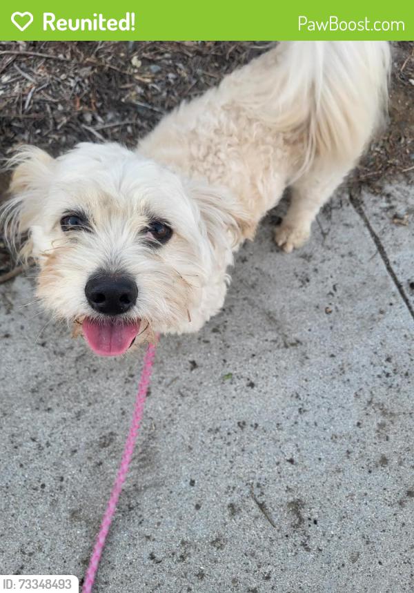 Reunited Male Dog last seen Oceanside CA, Oceanside, CA 92057