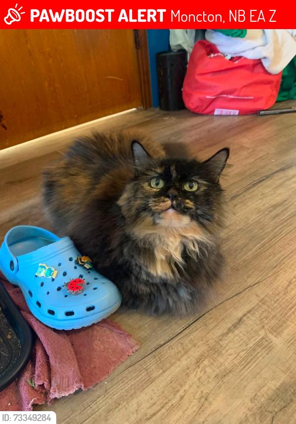 Lost Female Cat last seen Parc Valleyview Park , Moncton Royale Fastpitch Softball Association, Moncton, NB E1A 2Z7