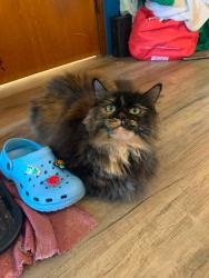 Lost Female Cat last seen Parc Valleyview Park , Moncton Royale Fastpitch Softball Association, Moncton, NB E1A 2Z7