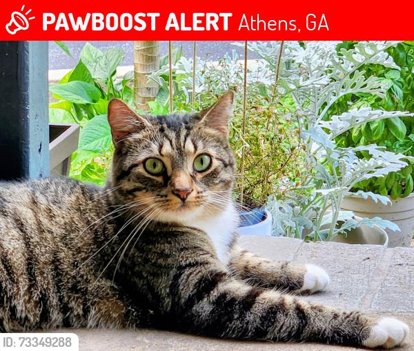 Lost Female Cat last seen Chalfont Lane and Westchester, Athens, GA 30606