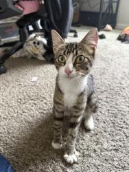 Found/Stray Unknown Cat last seen Park Ave Ne, Salem, Salem, OR 97301