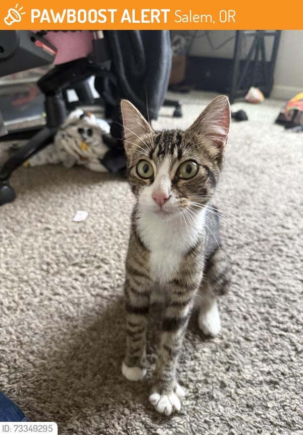 Found/Stray Unknown Cat last seen Park Ave Ne, Salem, Salem, OR 97301