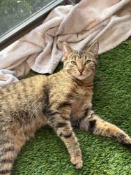 Found/Stray Female Cat last seen Ann street community garden, London, ON 