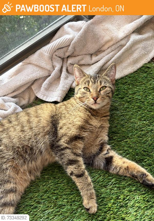 Found/Stray Female Cat last seen Ann street community garden, London, ON 