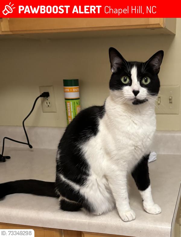 Lost Female Cat last seen Dixie Drive, Chapel Hill, NC, Chapel Hill, NC 27514