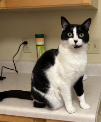 Lost Female Cat last seen Dixie Drive, Chapel Hill, NC, Chapel Hill, NC 27514
