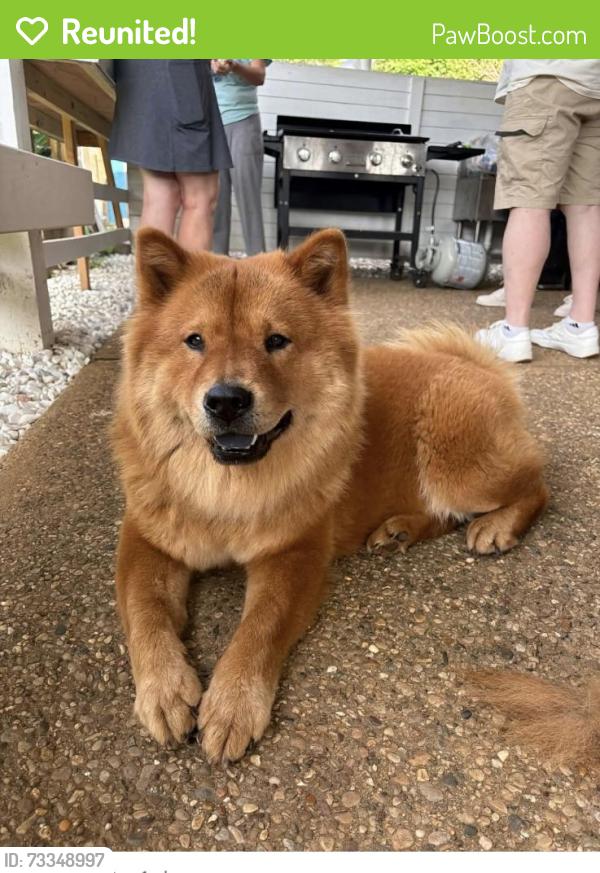 Reunited Female Dog last seen Klondike park, Louisville, KY 40220