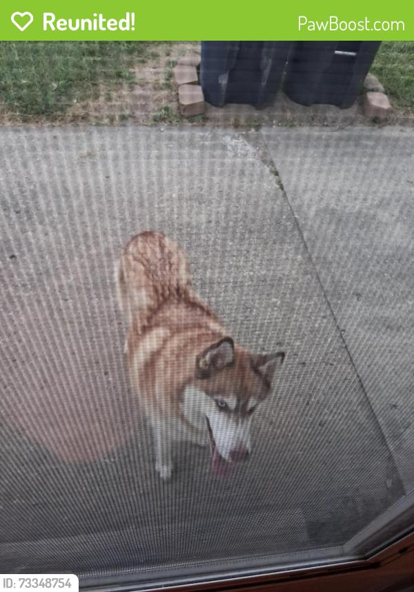 Reunited Male Dog last seen 24th Avenue & Southern Avenue, Beech Grove, IN 46107