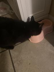 Reunited Male Cat last seen Courtenay Parkway, Merritt Island, FL 32953