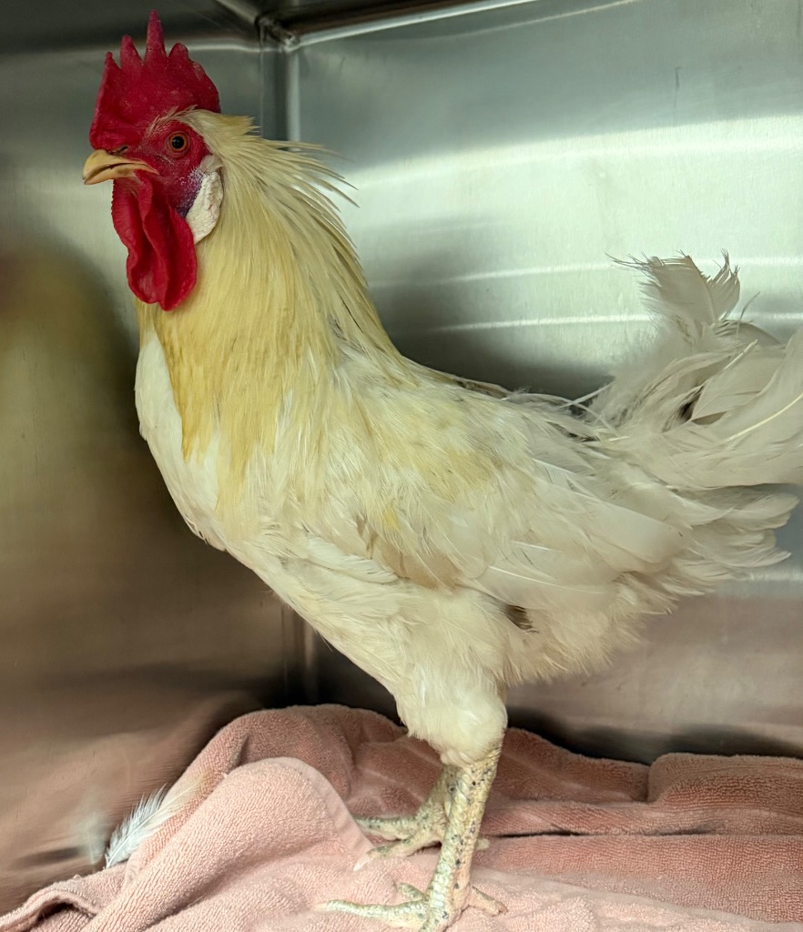 Shelter Stray Male Chicken last seen Midwest City, 8485 E Reno Ave, Midwest City, OK 73110, USA