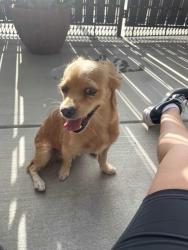 Found/Stray Female Dog last seen Nason, Moreno Valley, CA 92551