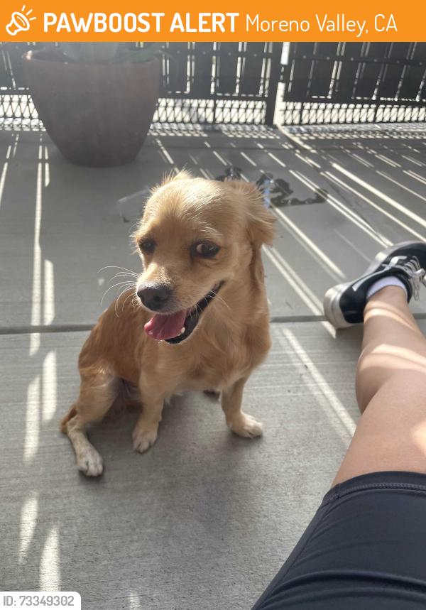 Found/Stray Female Dog last seen Nason, Moreno Valley, CA 92551