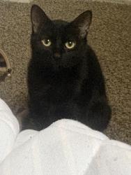 Lost Female Cat last seen Near waterford apmts on shore drive, Virginia Beach, VA 23455