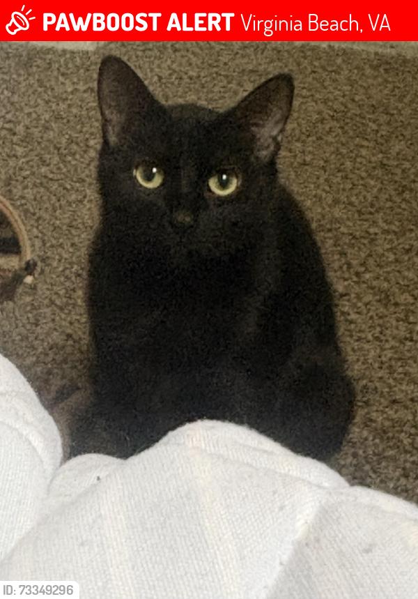 Lost Female Cat last seen Near waterford apmts on shore drive, Virginia Beach, VA 23455