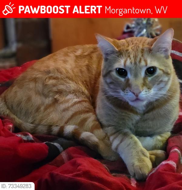 Lost Male Cat last seen Went missing on Ridgeway Ave between James St. & Harrison St., Morgantown, WV 26505