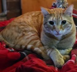 Lost Male Cat last seen Went missing on Ridgeway Ave between James St. & Harrison St., Morgantown, WV 26505