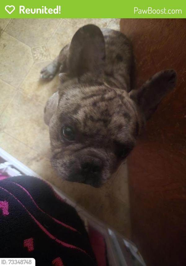 Reunited Unknown Dog last seen Gray ave, Yuba City, CA 95993