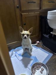 Found/Stray Male Dog last seen General Crook hse Museum, Omaha, NE 68112