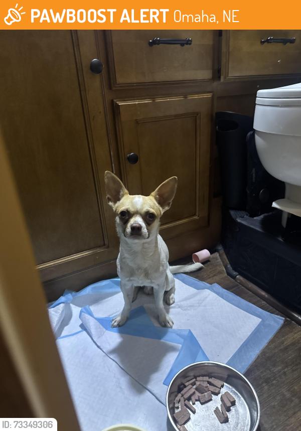 Found/Stray Male Dog last seen General Crook hse Museum, Omaha, NE 68112