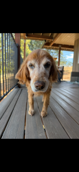 Reunited Female Dog last seen Vacant lot on east side of monitor, El Dorado County, CA 95623