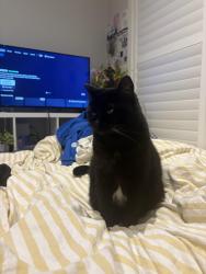 Lost Female Cat last seen Near Arthur Phillip Dr Pakenham, Pakenham, VIC 3810