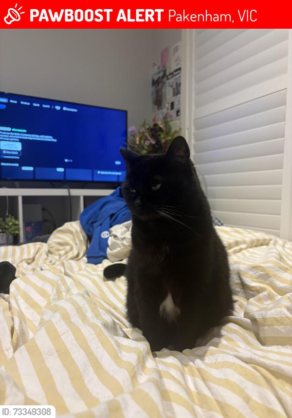 Lost Female Cat last seen Near Arthur Phillip Dr Pakenham, Pakenham, VIC 3810