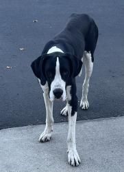 Found/Stray Male Dog last seen Country Lake Manufactured Home Community, San Jacinto, CA 92583