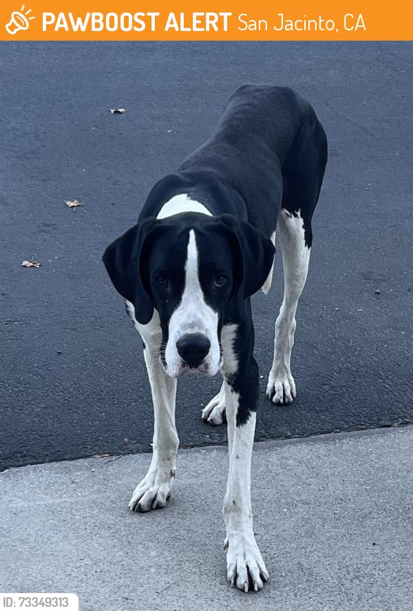 Found/Stray Male Dog last seen Country Lake Manufactured Home Community, San Jacinto, CA 92583