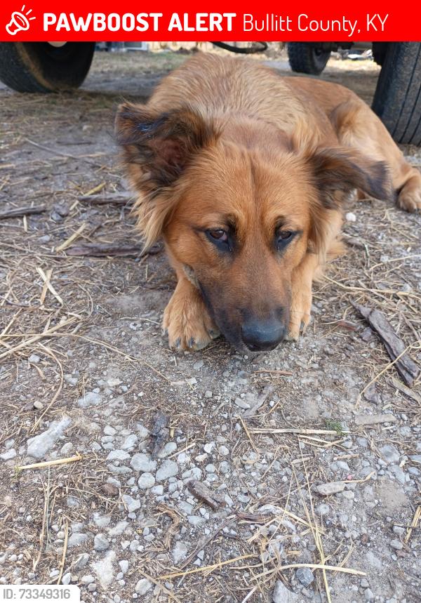 Lost Female Dog last seen Buillit county fairgrounds, Bullitt County, KY 40165