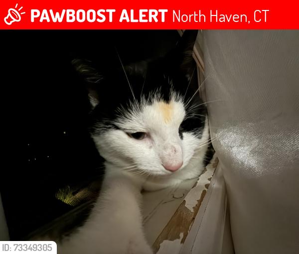 Lost Male Cat last seen Near spring rd north haven ct, North Haven, CT 06473